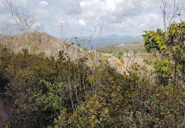 Tour Wandern Les Trois-Îlets - Anse à l Ane, anse Mitan par le morne - Photo