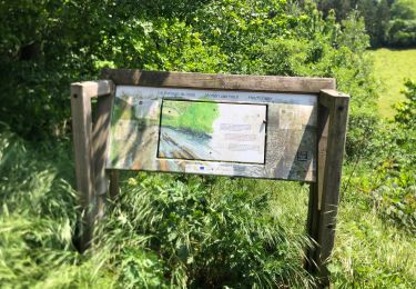 Randonnée Marche nordique La Roche-en-Ardenne - Bérismenil Maboge  - Photo