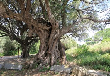 Tocht Te voet Lungòni/Santa Teresa Gallura - (SI Z01) Chiesa della Madonna del Buon Cammino - Saltàra - Photo