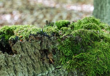 Trail On foot Dorsten - Napoleonsbuche Rundweg A2 - Photo