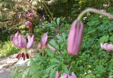 Trail Walking Les Deux Alpes - le Lauvitel - Photo