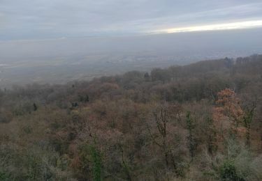 Excursión Senderismo Westhalten - N dame du Huebel Sçhauenberg - Photo