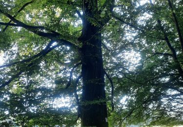 Trail Walking Libramont-Chevigny - adeps remange  - Photo