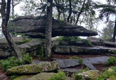 Tour Wandern Rappoltsweiler - 2021-07-17 Marche La Grande Verrerie Taennchel - Photo