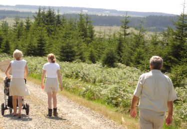 Tocht Te voet Bütgenbach - WandHogeVenen : Küchelscheid Bergervenn - Photo