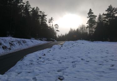 Tocht Stappen Aubure - Col de Freland Pierre des trois bans Aubure - Photo