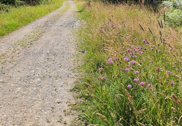 Trail Walking Ferrières - boucle dans le bois de Xhoris - Photo