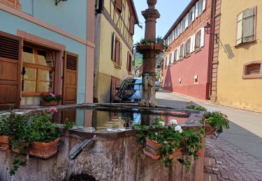 Trail Walking Riquewihr - Riquewihr  - Photo