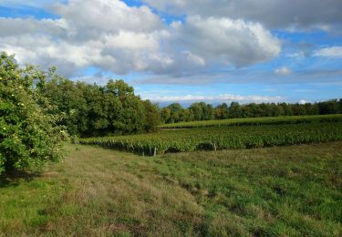 Trail Walking Chançay - Chançay - Vaux et le Bois de Chançay - 8.7km 150m 2h05 - 2023 09 19 - Photo