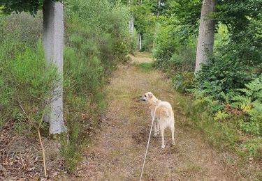 Trail Walking Ouffet - promenade au bois d'Ouffet et du trou du Loup - Photo