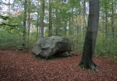 Excursión A pie Söllingen - Elm Rundwanderweg 4 - Photo