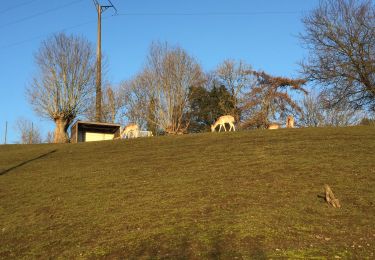 Tocht Stappen Olne - St Hadelin Rafay Nessonvaux Hansez - Photo