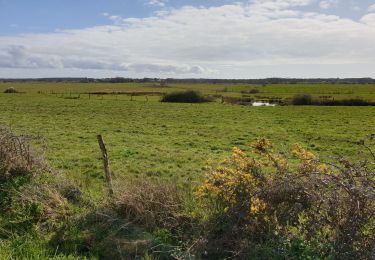 Randonnée Marche Chauvé - La Michelais des Marais - Photo