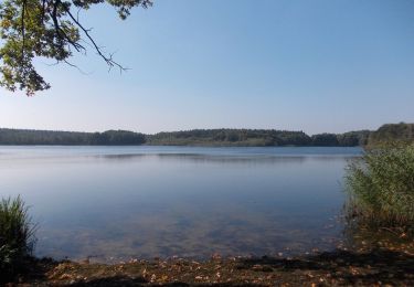 Tour Zu Fuß Bad Schmiedeberg - Rundweg Lausiger Teiche - Photo