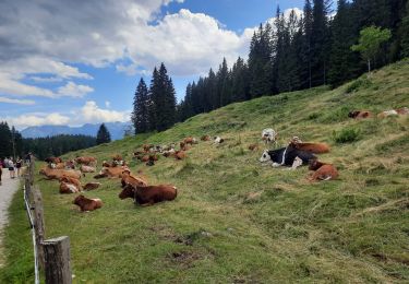 Tour Wandern Wochein - veliki - videvnik - Photo