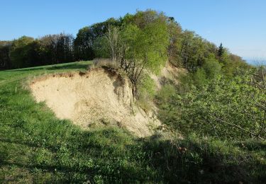 Randonnée A pied Markdorf - Wanderwege Markdorf: Eulenweg - Photo