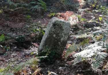 Randonnée Marche Jumièges - Jumièges - Yainville  - Photo