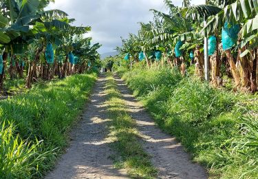 Trail Walking Macouba - Hbt Bijou - Photo