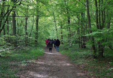 Excursión Senderismo L'Isle-Adam - J muguet - Photo