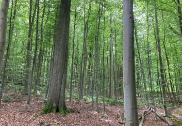 Tour Wandern Auderghem - Oudergem - Bouclette des fougères  - Photo