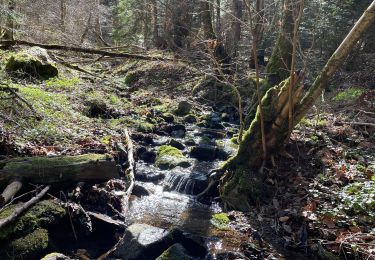 Trail Walking Chambon-sur-Lac - La boucle de Chambon sur lac - Photo