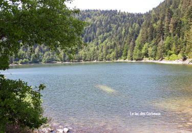 Trail Walking La Bresse - 2020-06-03 Col de Bramont_ lac des Corbeaux - Photo