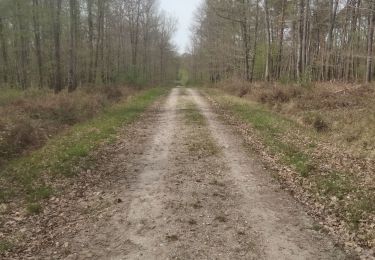 Randonnée Marche Ouzouer-sur-Loire - autour du ravoir - Photo