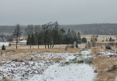 Tocht Stappen Tenneville - rando mochamps 22-11-2024 - Photo