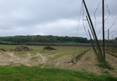 Tocht Stappen Berten - mont noir  - Photo