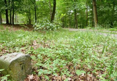 Randonnée A pied Belgern-Schildau - Naturlehrpfad Schildberg - Photo