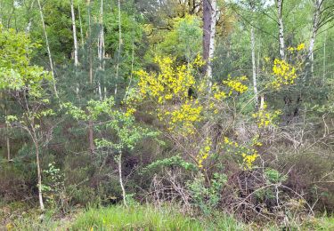 Tour Wandern Montgeron - Marche pour le Soufle 10 km - Photo