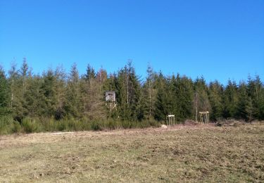 Trail Walking Houffalize - Statte - Photo