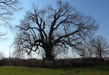 Tour Zu Fuß Nidderau - Bruchköbel Wanderweg 7 - Photo