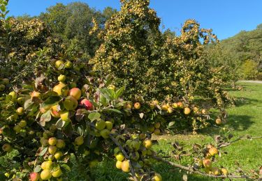 Percorso Marcia Sézanne - Autour de Sézanne entre vignes et bois - Photo