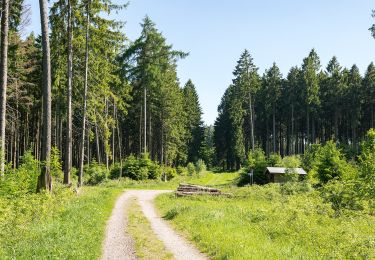 Tour Zu Fuß Willebadessen - Willebadessen Rundweg A7 - Photo