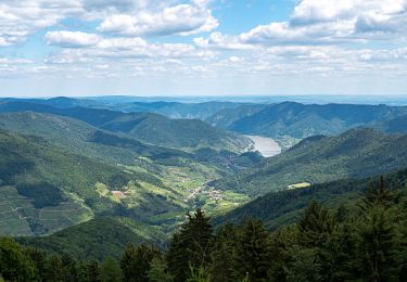 Percorso A piedi Gemeinde Mühldorf - Welterbesteig Wachau Etappe 5 - Photo