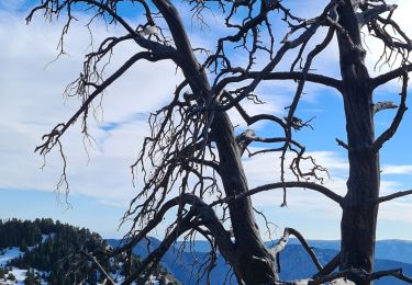 Tour Wandern Thiéry - mont fracha et brec d illons  - Photo