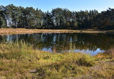 Trail On foot Beringen - Koersels Kapelleke Groene rechthoek - Photo