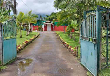 Trail Walking Le Lorrain - Boucle Morne Capot via Savave Cely - Photo