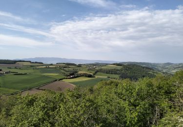 Excursión Senderismo Saint-André-la-Côte - 69-st-andre-la cote-mattiole-20km-640m-mai22 - Photo