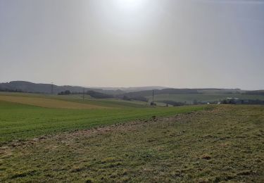 Excursión Senderismo La Roche-en-Ardenne - rando ornitho warempage 24/02/2021 - Photo