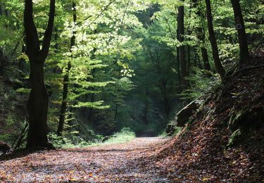 Excursión A pie Johannesberg - Schwarzer Keiler, Rundwanderweg Oberafferbach - Photo