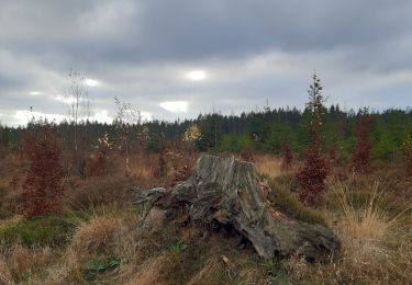 Randonnée Marche Malmedy - cascade du bayon  - rando malmedy 1 - Bambi rouge  - Photo