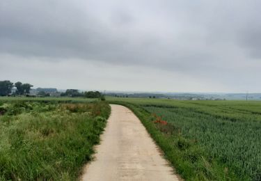 Trail Horseback riding Walcourt - Mertenne/bois de la Baronne/Rognée - Photo