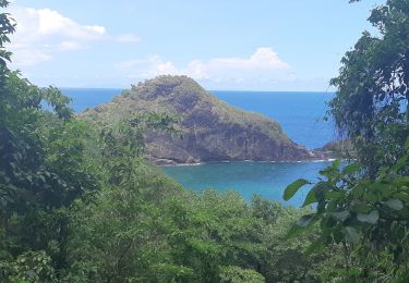 Tour Wandern Sainte-Marie - Boucle La Philippe - Morne Tringle - Photo