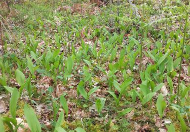 Randonnée Marche Saint-Léger - Saint Léger muguet - Photo