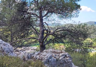 Trail Walking Beaurecueil - beaurecueil. ehpad - Photo