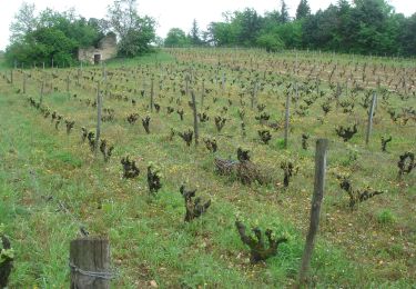 Trail Walking Cahors - CahorsMontcuq - Photo