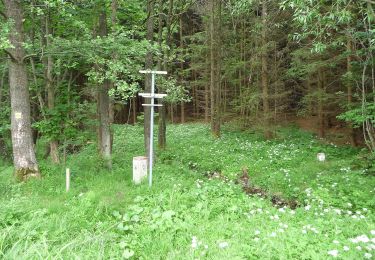 Trail On foot Bad Leonfelden - Grasslmühl-Runde - Photo