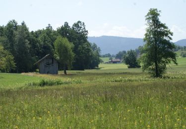 Trail On foot Wädenswil - Schlieregg - Schönenberg - Photo